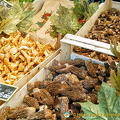 A variety of fresh mushrooms